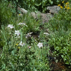 Geranium