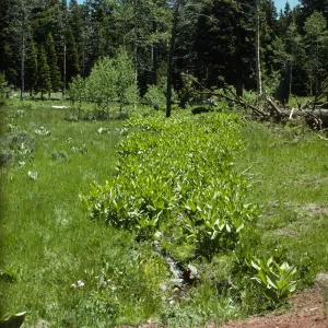 alpine meadow, Warner Mountains