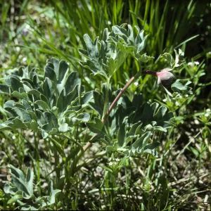 Paeonia brownii