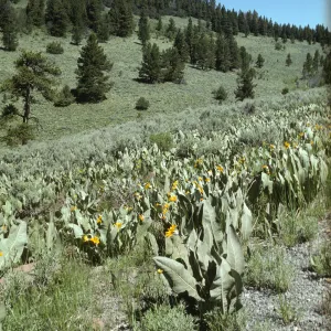 field of Wyethia, Warner Mountains