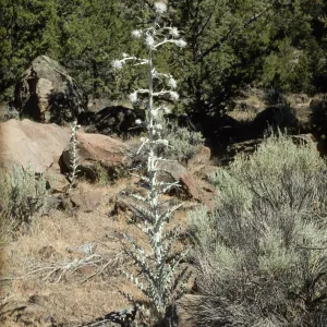 Cirsium