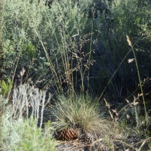 Festuca idahoensis