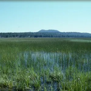 Grass Lake