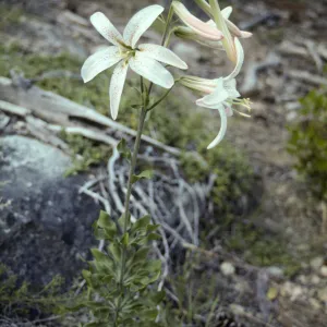 Lilium washingtonianum