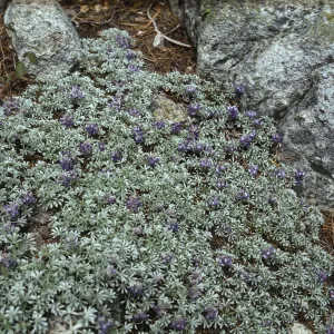 low mat of Lupinus (Lupine)