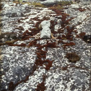 Lichen