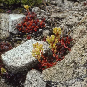 flowering Sedum