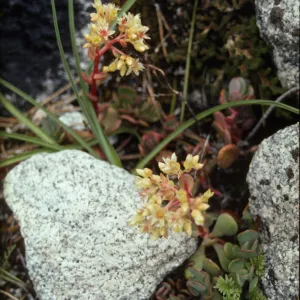 Sedum obtusatum ?