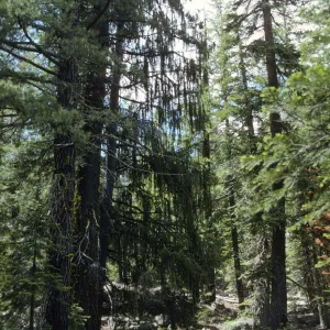 Picea breweriana, weeping tree