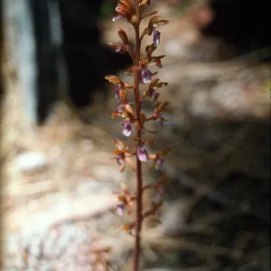 Corral Root?