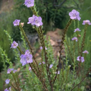 Phacelia