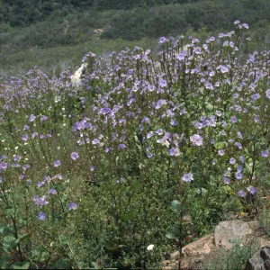 colony of Phacelia