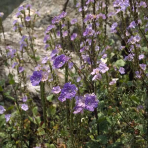 Phacelia