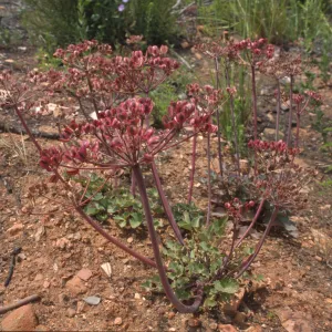 Lomatium