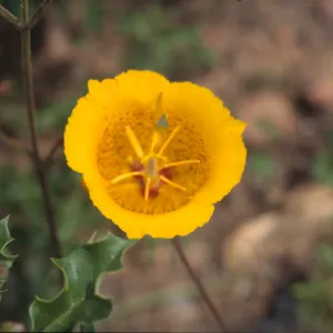 Calochortus weedii