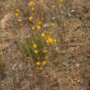Calochortus weedii