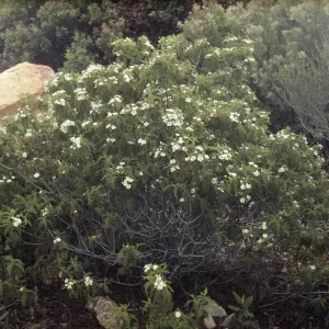 Chamaebatia australis