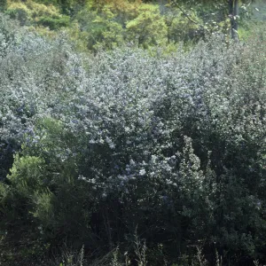 Ceanothus (California Lilac)