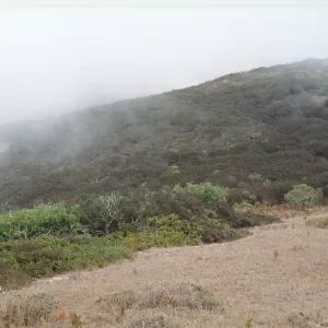 Fog, Ceanothus impressus & Arctostaphylos (Manzanita)