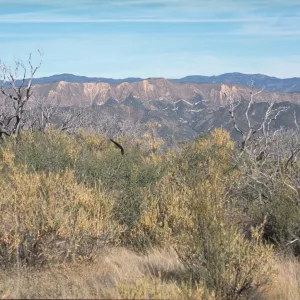 Chaparral vegetation, 10 years after Marre Fire