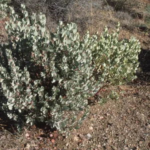 Two young Arctostaphylos glauca with different leaf color