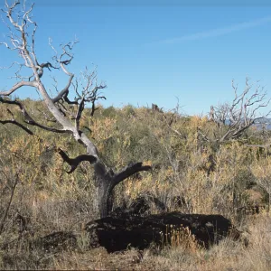 vegetation after Marre Fire vegetation