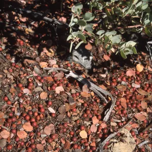 Arctostaphylos (Manzanita) berries & leaves on ground