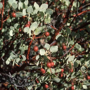 Arctostaphylos glauca