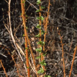 Ribes speciosum