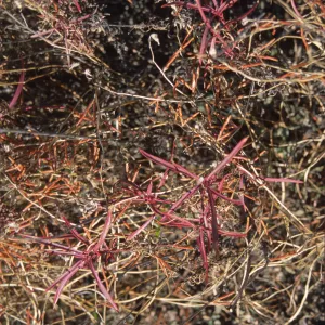 Penstemon heterophyllus