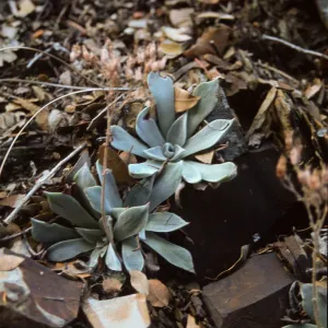Dudleya cymosa