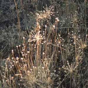 Bloomeria crocea