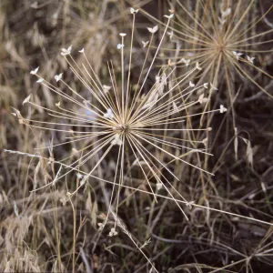 Bloomeria crocea