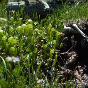 Darlingtonia