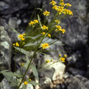 Compositae