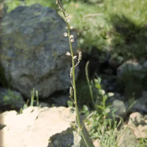 Schoenolirion