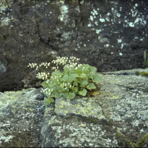 Heuchera