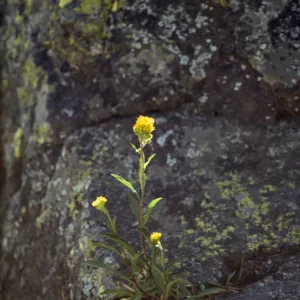 Solidago
