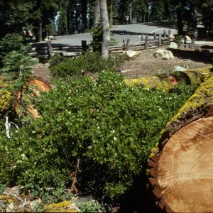 Arctostaphylos (Manzanita)