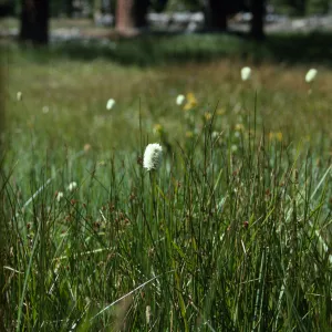 Parnassia