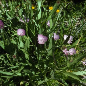Calochortus