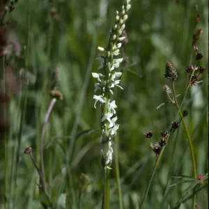 Orchid