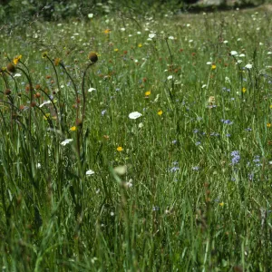 Wildflowers--Deadfall Meadows
