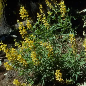 Lupinus (Lupine)