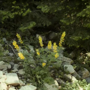 Lupinus (Lupine)