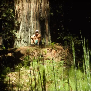 Equisetum & (Coast Redwood)