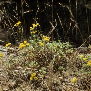 Eriogonum (wild buckwheat) 