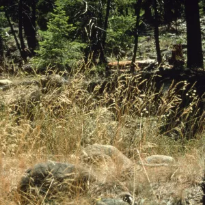 grasses