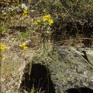 Eriogonum (wild buckwheat) 