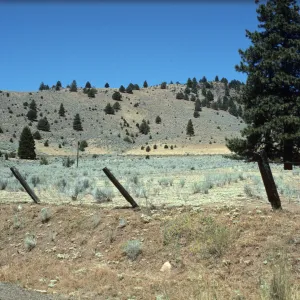 pinyon juniper woodland